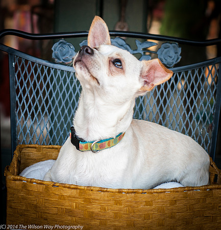 Foster Dyrdek-9332