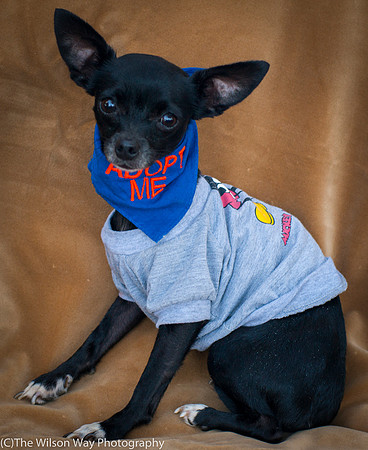 Foster Twiggy-8988