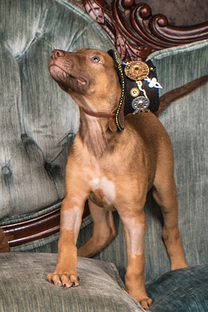 Foster Bronwyn-8297