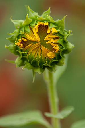sunflowers-8371