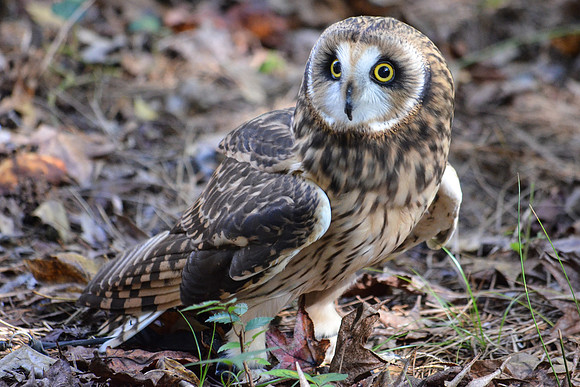 barn owl-2363