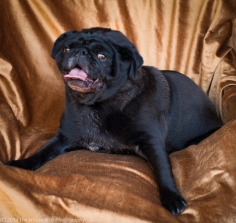 Foster Hotdog-8898