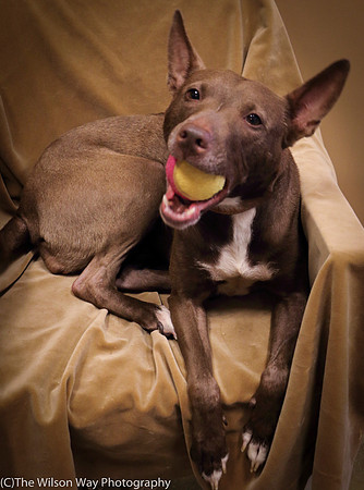 Foster Twix-0527