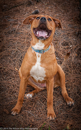Foster Isomere-9764