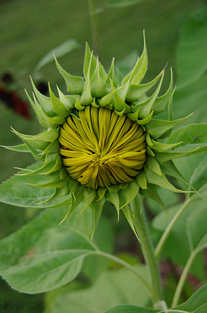 sunflowers-9238