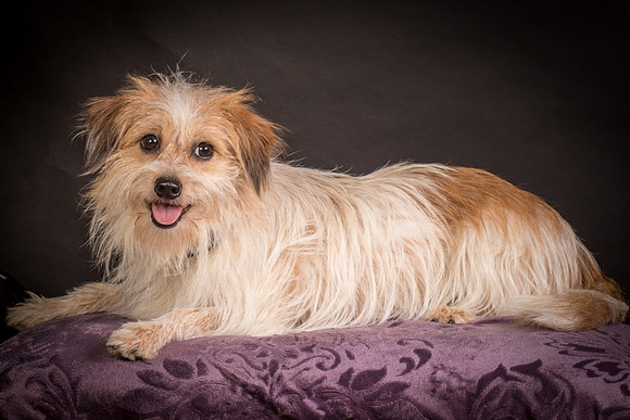 Foster Tiny-1434