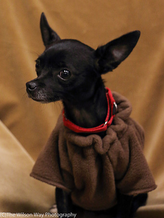 Foster Twiggy-1149