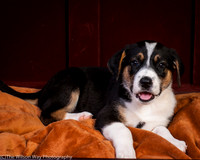 Baby Joss aka Molly-9347