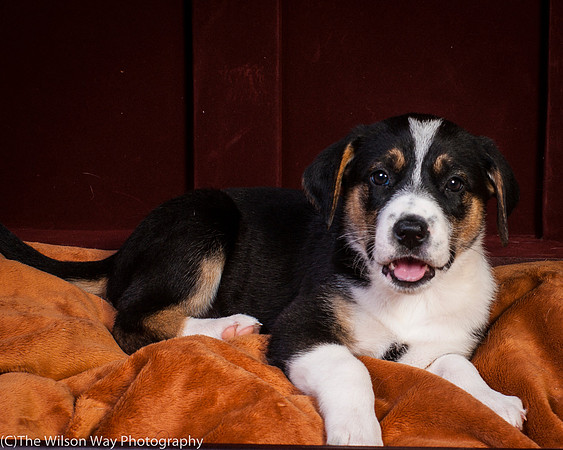 Baby Joss aka Molly-9347