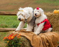 Hansman-8628