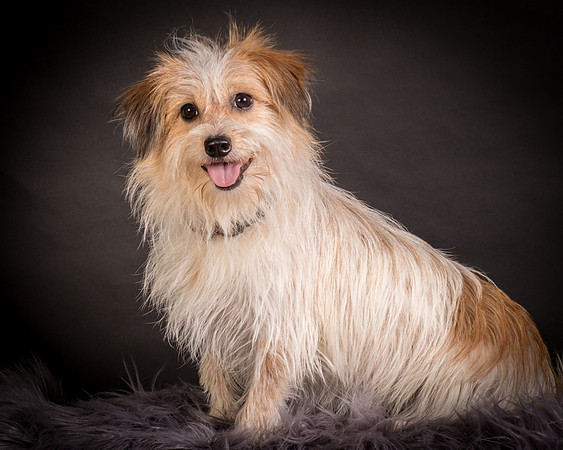 Foster Tiny-1228