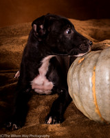 Foster Beryl-6273