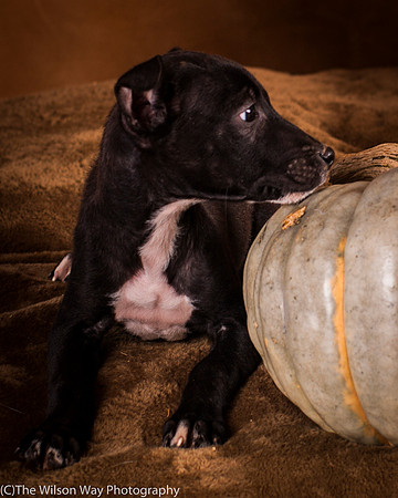 Foster Beryl-6273