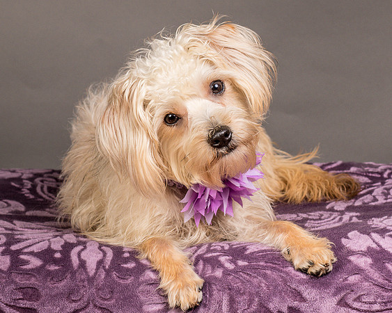 Foster Henrietta-8506