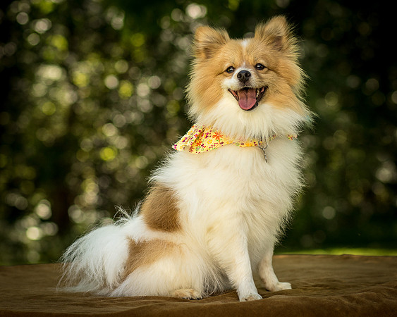 Foster Sydney-7564