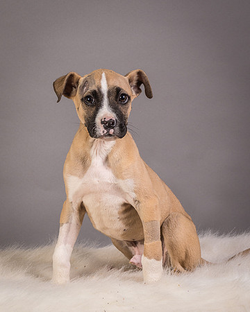 Foster Barnabas-4575