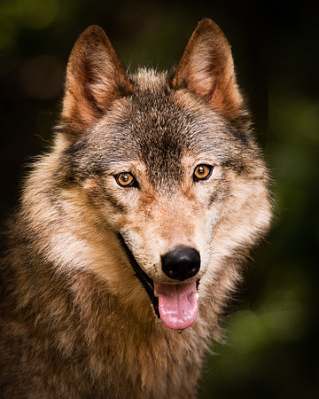 Wolf-8976