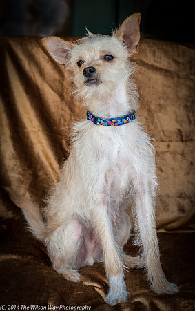 Foster Hugo-9374