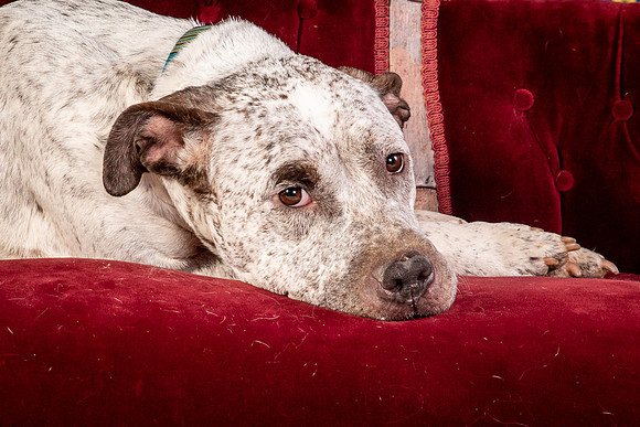 Foster Sylvester-0982