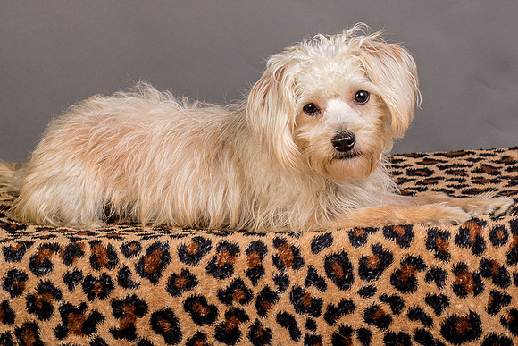 Foster Henrietta-8584