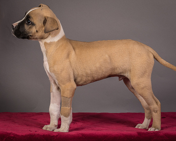 Foster Barnabas-4541