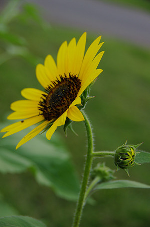 sunflowers-9237