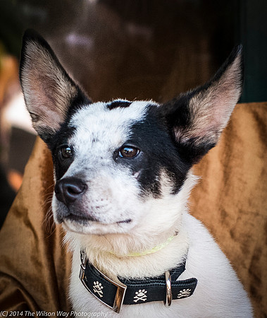Foster Oliver-8945