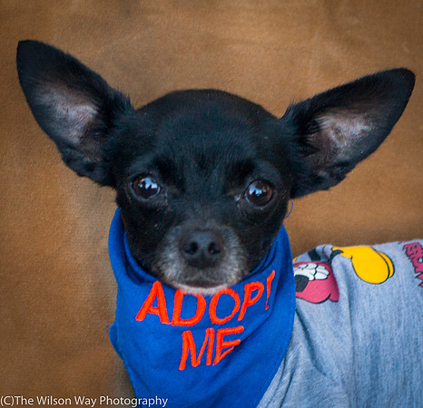 Foster Twiggy-8981