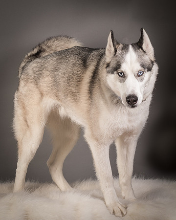 Foster Aspen-7629