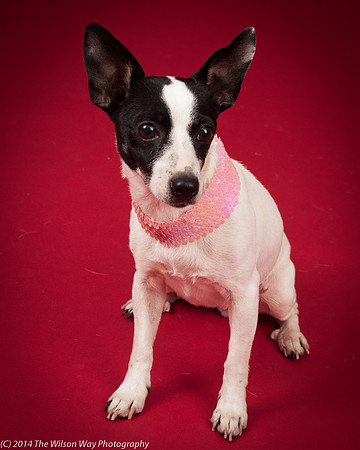 Sweet Pea-5927