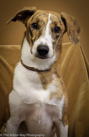 Foster Foofa-1053