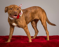 Foster Pumpkin-4665