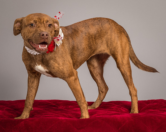 Foster Pumpkin-4665