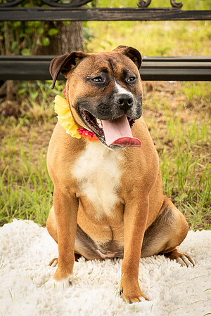 Darlington - Bliss-8362