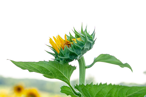sunflowers-2011