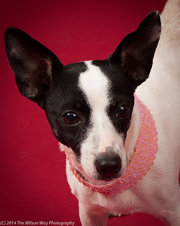 Sweet Pea-5929