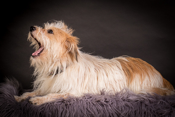 Foster Tiny-1268