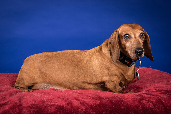 Abrams-Jimmy Dean-8205