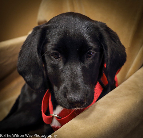 Foster Carolina-0855