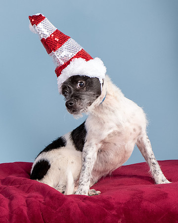 Foster Billie-8218