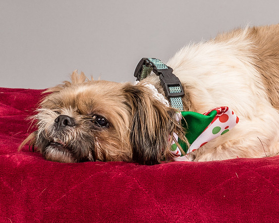 Foster Toffee-4611