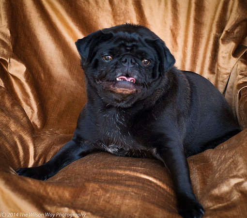 Foster Hotdog-8896