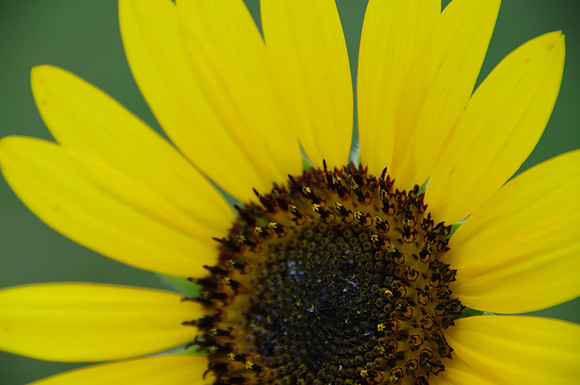 sunflowers-9251