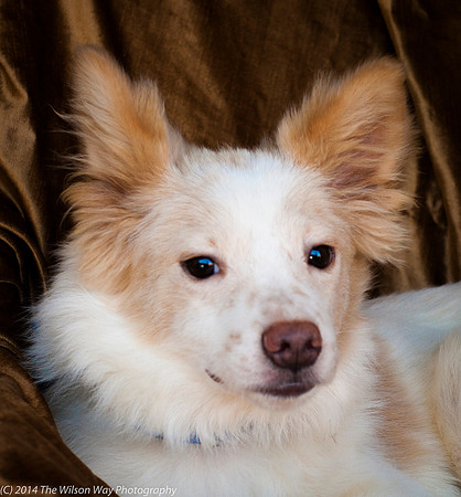 Foster Amber-8814