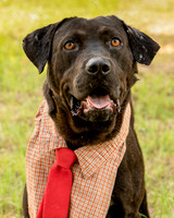 Darlington - Louie-8791