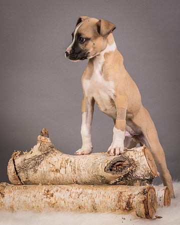 Foster Barnabas-4559