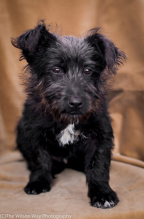 Foster Sidney-9551
