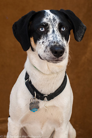 Foster Domino-2260