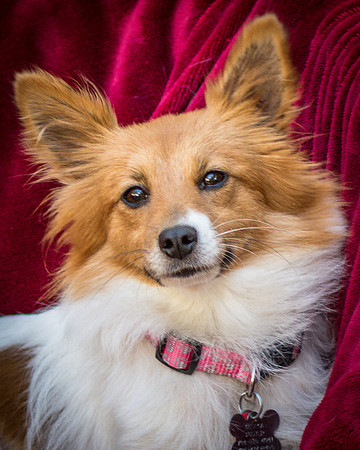 Foster Brandi-3340