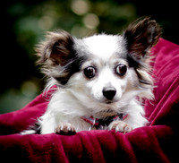 Foster Anouk-8701